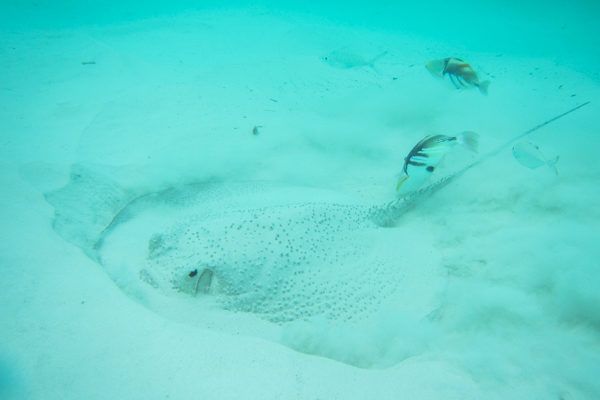 Sting Ray in Seychelles