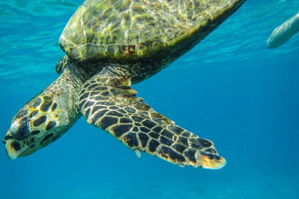 Hawksbill Turtle in the Seychelles