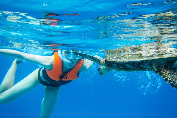 Snorkeling with Hawksbill Sea Turtle in Seychelles