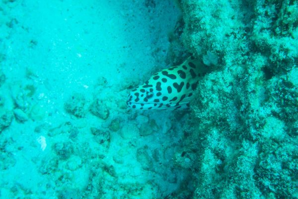 Eel in Seychelles