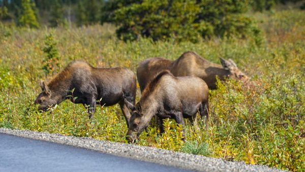 Moose in Denali