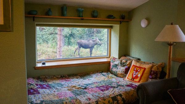 Moose in front of Airbnb in Denali