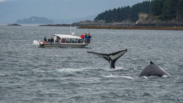 Whale Watching in Juneau