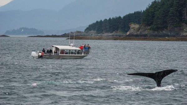 Whale Watching in Juneau