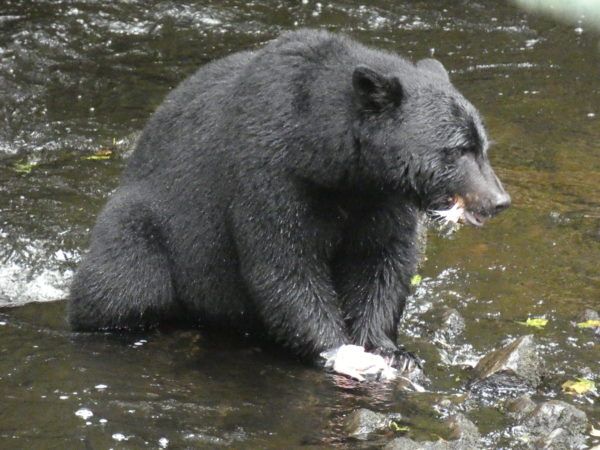 Bear Eating Salmon in Ketchikan