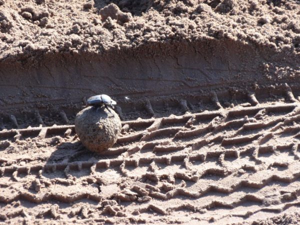 Dung Beetle Going Up a Hill