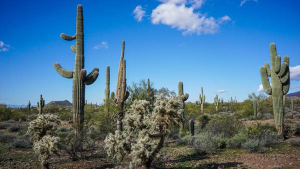 Cacti in the Sonoran Desert in Arizona