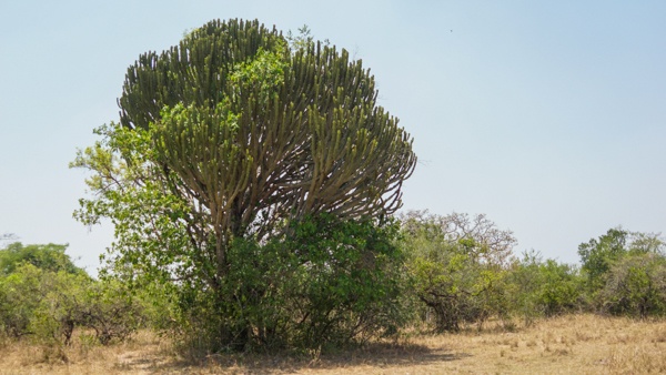 Ziwa Rhino Sanctuary