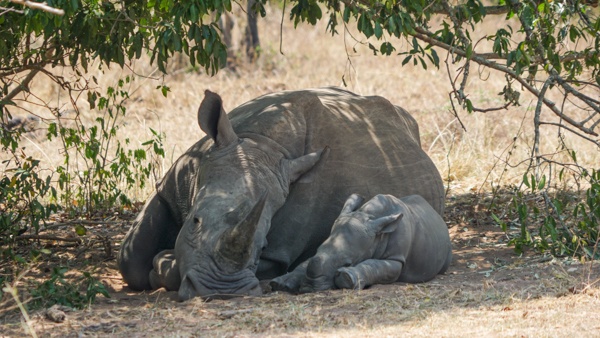 Ziwa Sanctuary