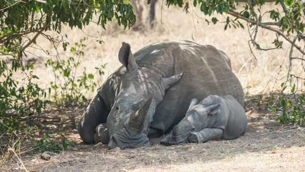 Baby Rhino - One of the Best Africa Safari Experiences!