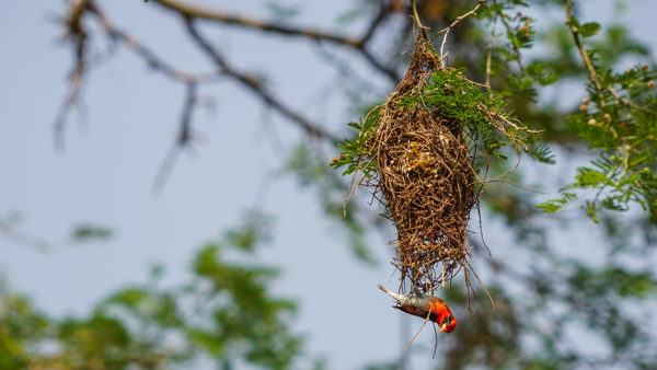 Birds in Africa