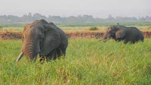 Elephants at Murchison