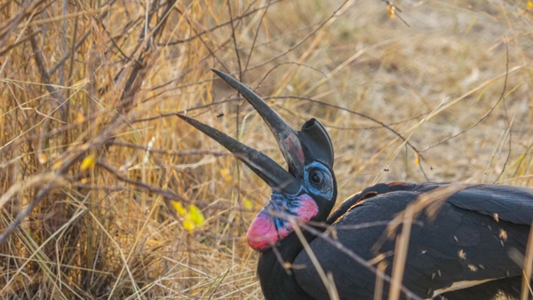 Hornbill in Uganda