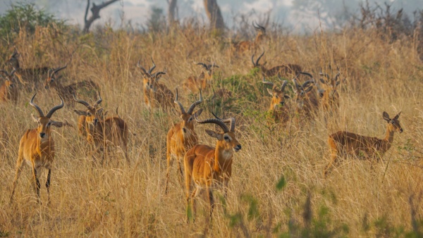 Antelope in the Morning Sun