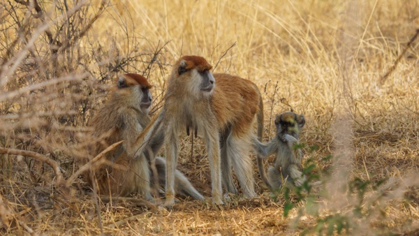 Monkeys in Murchison Falls National Park