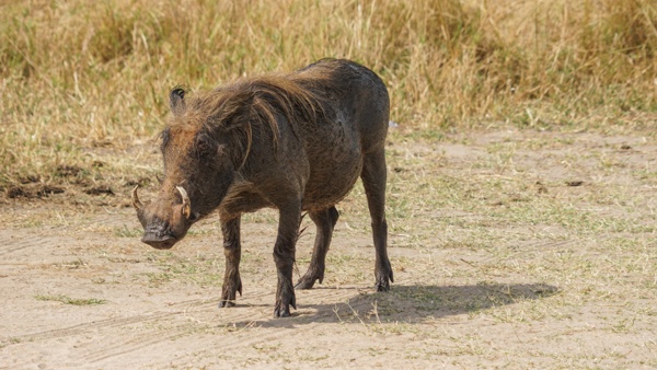 Warthogs in Uganda