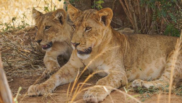 Tiger Juveniles at Murchison Falls