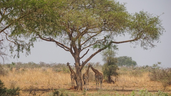 Giraffes at Murchison Falls in Uganda