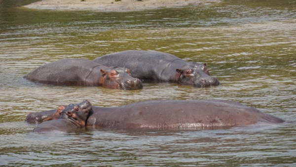 Hippos in the Nile in Uganda