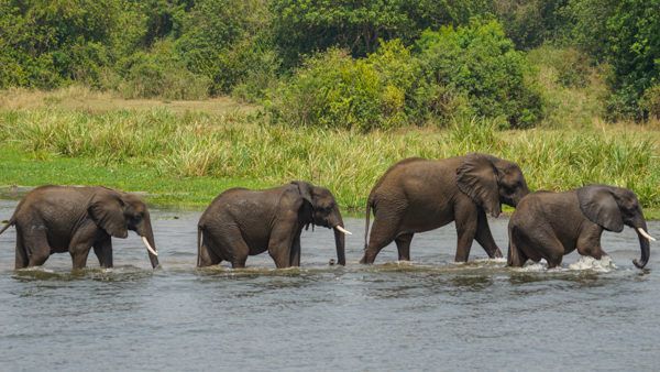 Elephants in the Nile