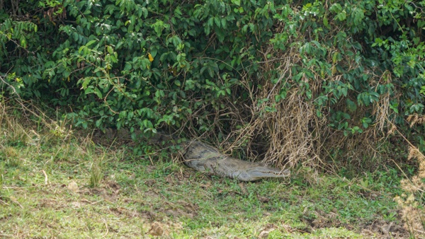 Nile crocodiles