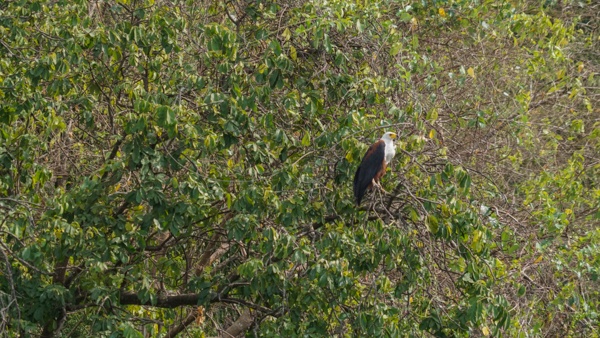 Fish Eagle in Uganda