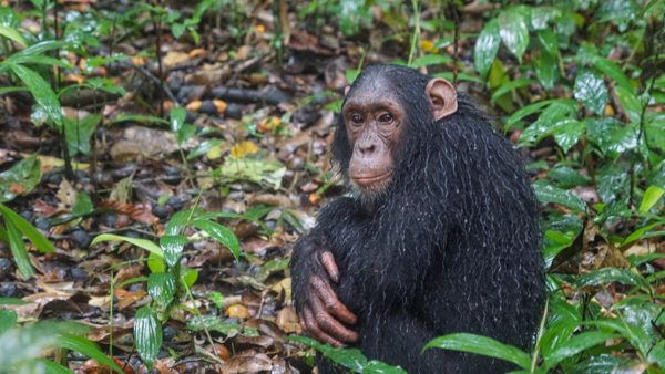 Chimpanzee Trekking in Uganda