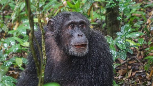 Chimpanzee in Kibale