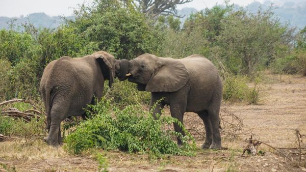 Elephants at Queen Elizabeth National Park