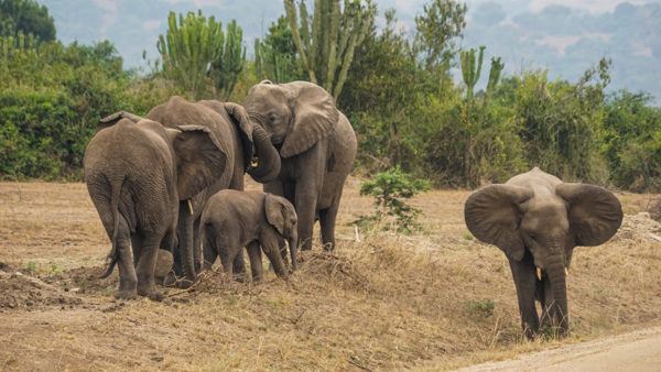 Elephant Family in Uganda