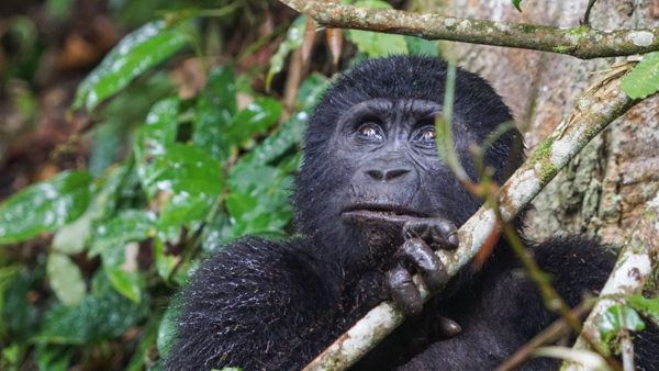 Gorillas in Bwindi