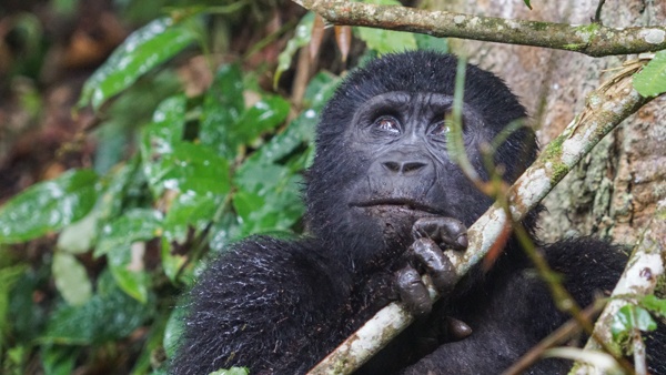 Gorilla Trekking in Uganda