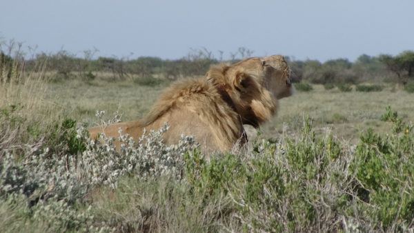 Lion Roaring