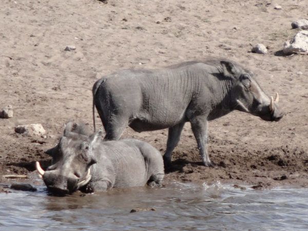 Warthogs at the Watering Hole