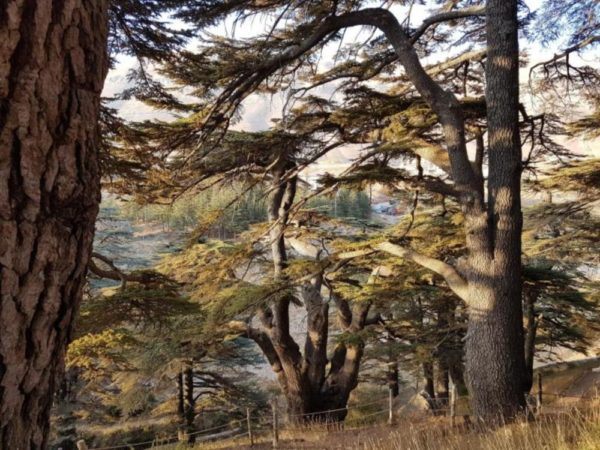 Cedars of God