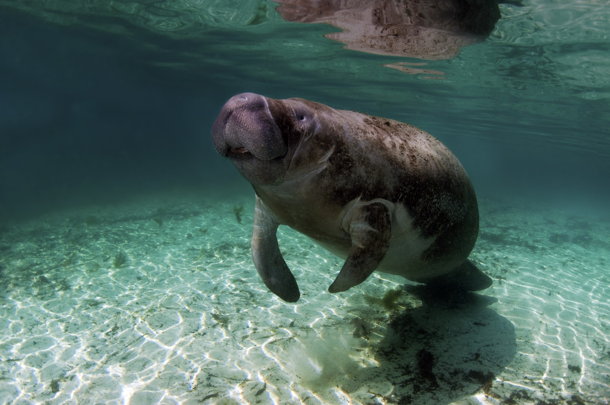 Manatees at Crystal River