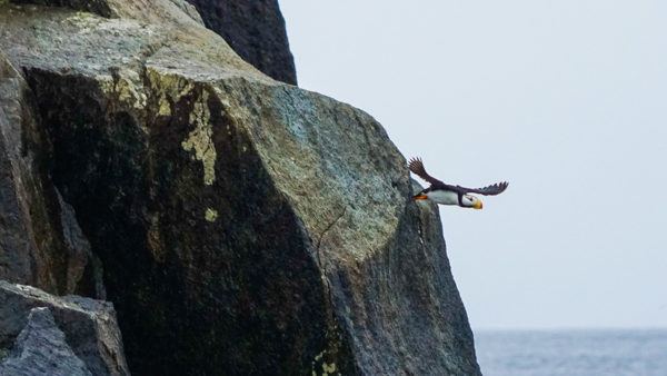 Puffins on the Kenai Fjords Tour