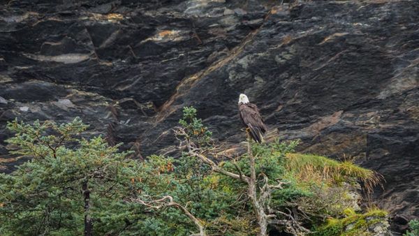 Bald Eagle in Alaska