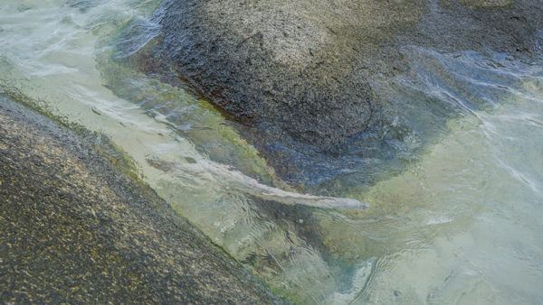 Eel at Silhouette Island