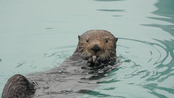 Sea Otter in Seward