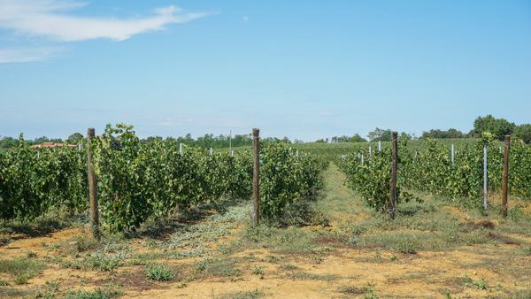 Wine Tasting in Tuscany