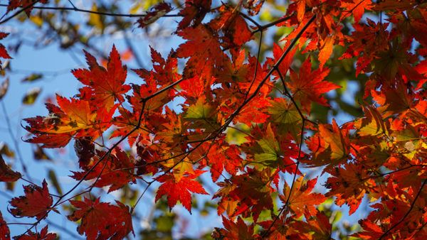 Fall Foliage in South Korea