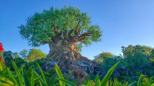 Tree of Life at Animal Kingdom