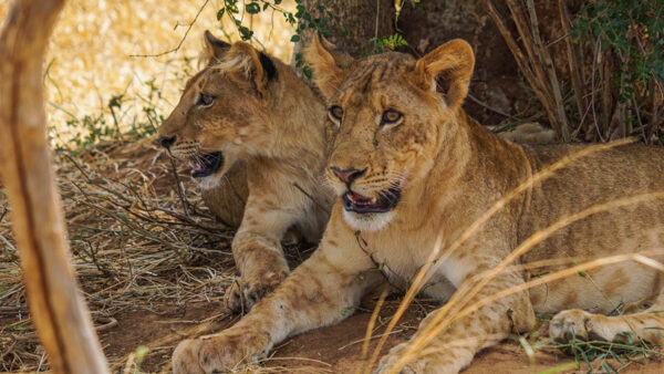 Shaded Lion Cubs