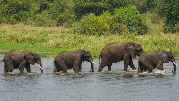 Elephants Lined Up