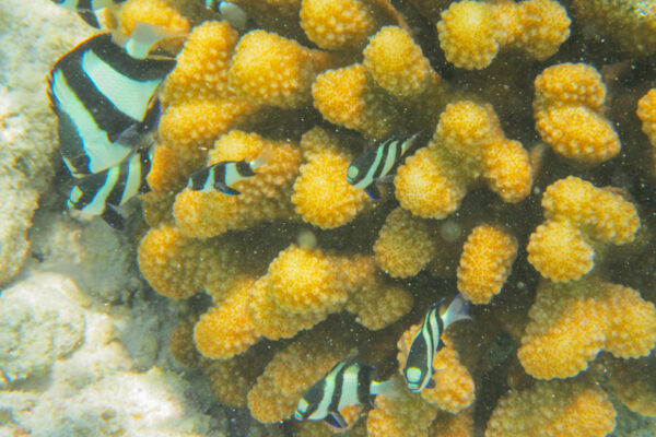 Snorkeling in the Maldives