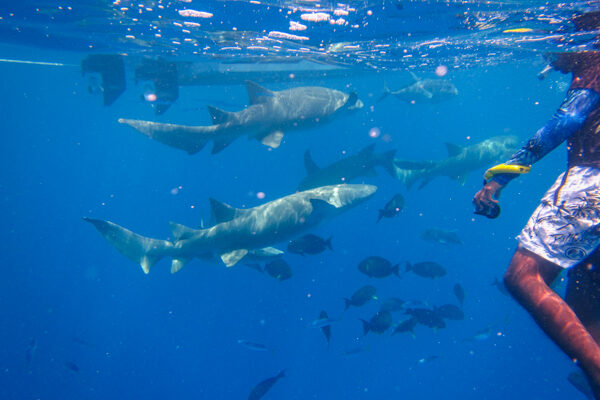 Nurse Shark Snorkel Fulidhoo