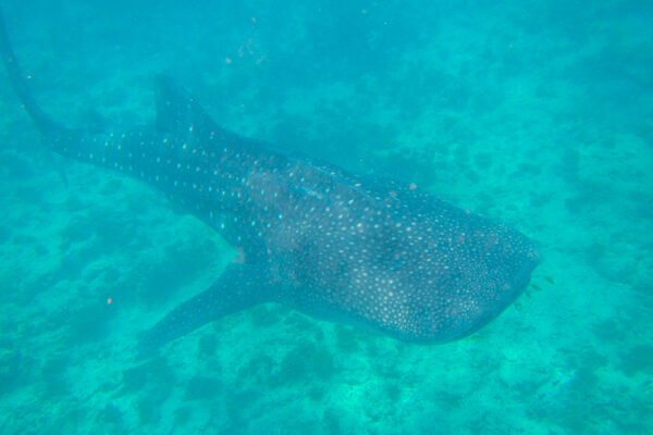 Whale Shark in the Maldives