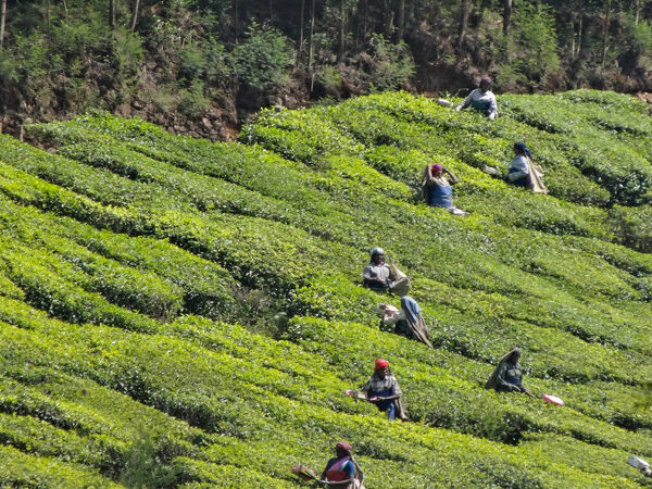 Tea Fields in Munnar