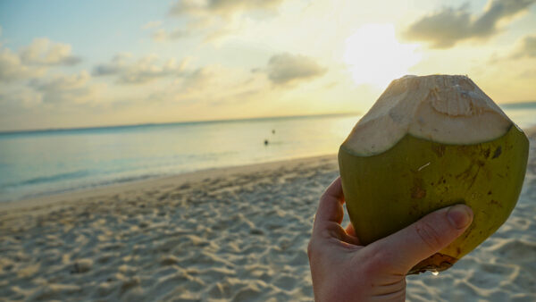 Coconut on the Beach at Sunset